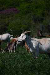 Fototapeta premium goat on the meadow