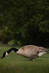 canada goose grazing