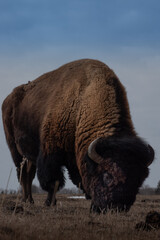 american bison buffalo