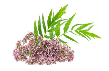 Valerian flowers isolated on white background. Valeriana officinalis. Medicinal herbs.