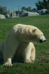 polar bear in zoo
