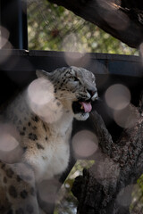 lynx in the zoo