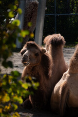 camel in the zoo