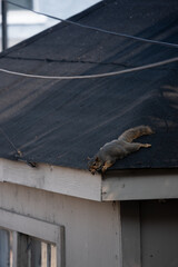 squirrel on the roof