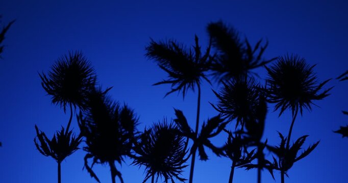 Dark mysterious Sea Holly Thistles Silhouettes sliding over abstract background with parallax effect