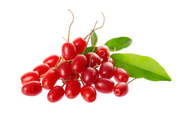 Elaeagnus multiflora isolated on white background. Cherry elaeagnus or cherry silverberry with green leaves. Goumi or gumi berry.