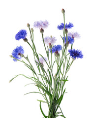 Naklejka premium Blue Cornflower isolated on white background. Centaurea cyanus or bachelor's button flowers.