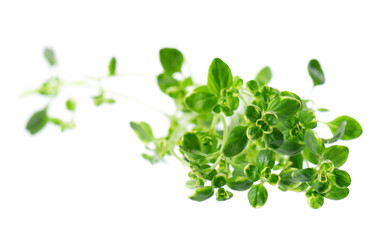 Obraz premium Fresh thyme sprig isolated on white background. Lemon thyme or Thymus citriodorus. Medicinal and culinary herb. Clipping path.