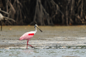 Roseate spoonbill walking in shallow water near mangroves