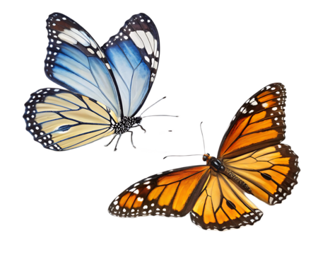 Two butterflies with different wing patterns one blue and one orange against a black background