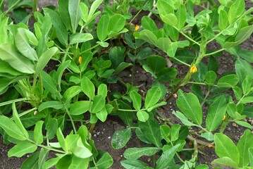 Peanut cultivation. After flowering, the ginophore grows underground and swells into a legume. In...