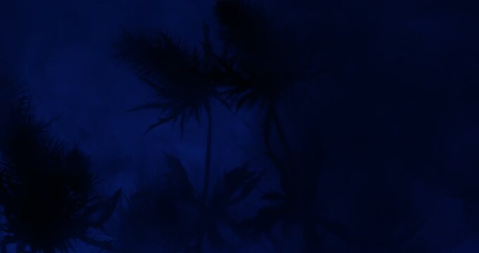 Dark mysterious Sea Holly Thistles Silhouettes sliding over abstract background with parallax effect and smoke