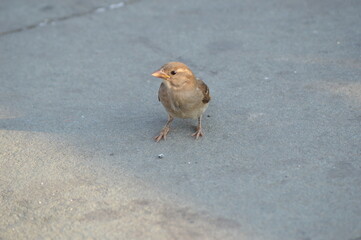 sparrow