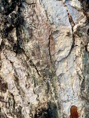 bark of a tree
