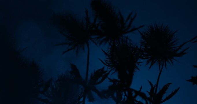 Dark mysterious Sea Holly Thistles Silhouettes sliding over abstract background with parallax effect and smoke