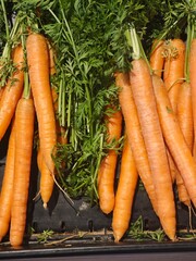A bunch of carrots are on a tray