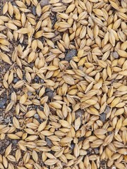 A pile of grain with some dirt and rocks in between