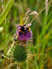 A bumblebee is sitting on a purple flower