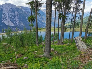 pine trees in the mountains