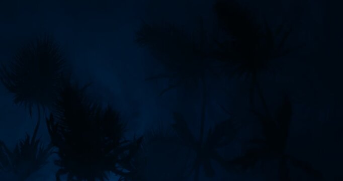 Dark mysterious Sea Holly Thistles Silhouettes sliding over abstract background with parallax effect and smoke