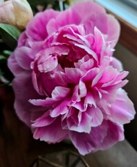 Pink Peony Flower in Soft Indoor Light