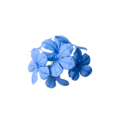 Cluster of vibrant blue Plumbago flowers with delicate petals in a floral arrangement. Transparent background