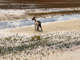 Brazil, Barreirinhas- 2023, May: goat in lençóis maranhenses