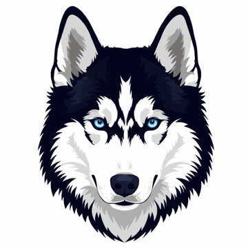 Siberian husky dog face with blue eyes &ndash; detailed head portrait of arctic breed with fluffy fur

