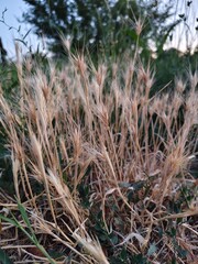 palm tree in the desert