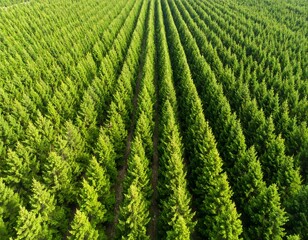Aerial view of a perfectly planted evergreen forest