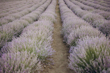 Path cutting through rows of blooming lavender creating a scenic landscape