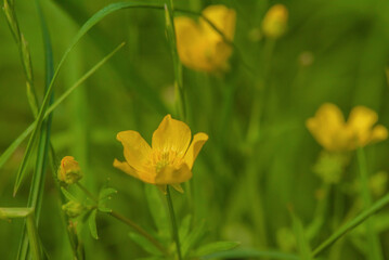 Yellow flowers on a background of green grass.