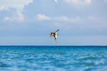 Brown pelican diving to catch fish in turquoise Caribbean Sea water near Aruba coastline.
