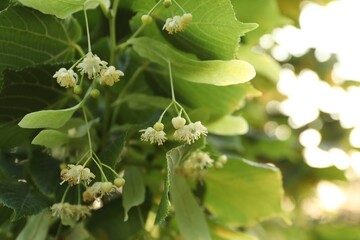 Linden tree branch with leaves and blooming flowers outdoors, closeup. Space for text