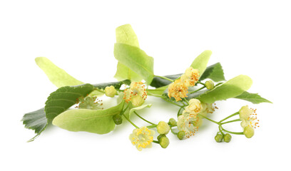 Linden branch with beautiful flowers and leaves isolated on white