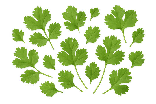 Fresh coriander leaves floating, falling softly against crisp white backdrop with delicate green movement and culinary essence