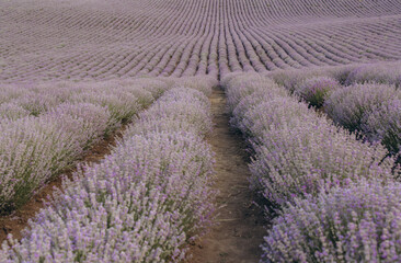 Rows of lavender growing in a field create a mesmerizing pattern