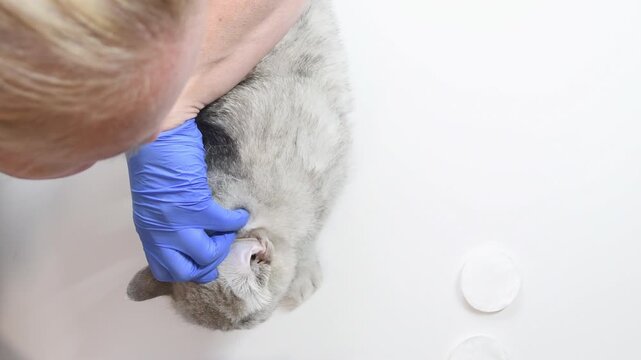 Female veterinarian carefully cleans ears of Scottish Straight cat while wearing protective blue gloves and applies ear mite drops during checkup at veterinary clinic,