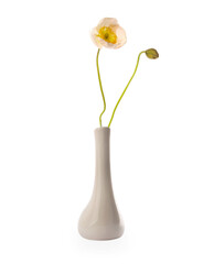 Beautiful poppy flowers in vase isolated on white