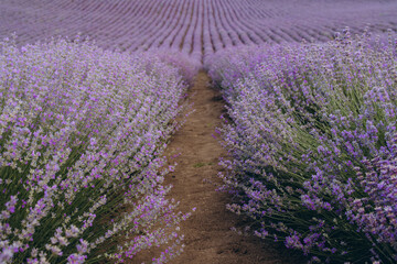 Pathway winding through blooming rows of fragrant lavender in a picturesque field