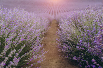 Obraz premium Path through Blooming Lavender Field at Sunset