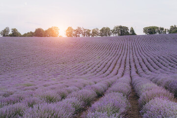 Sun rising over a lavender field at dawn