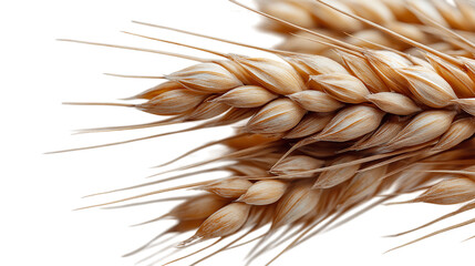 Detailed Close-Up of Golden Wheat Stalks on Checkered Background
