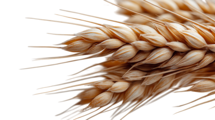 Detailed Close-Up of Golden Wheat Stalks on Checkered Background