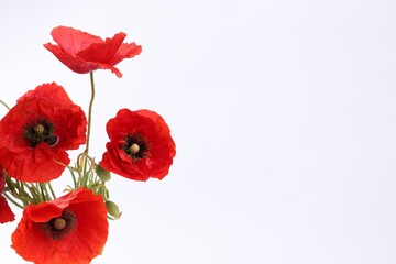 Bouquet of beautiful poppy flowers isolated on white