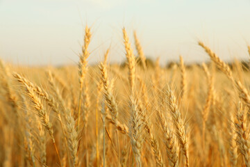 Fototapeta premium Golden wheat ears growing in field, closeup