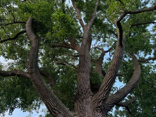 Beautiful tree with green leaves outdoors, bottom view