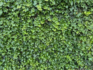 Beautiful lush ivy with green leaves as background, closeup