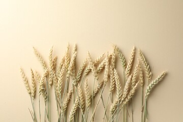 Many wheat spikes on beige background, flat lay. Space for text