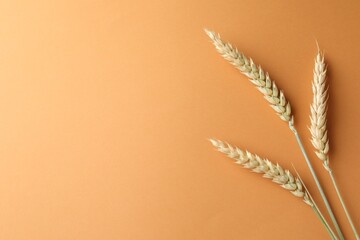 Wheat spikes on golden background, flat lay. Space for text